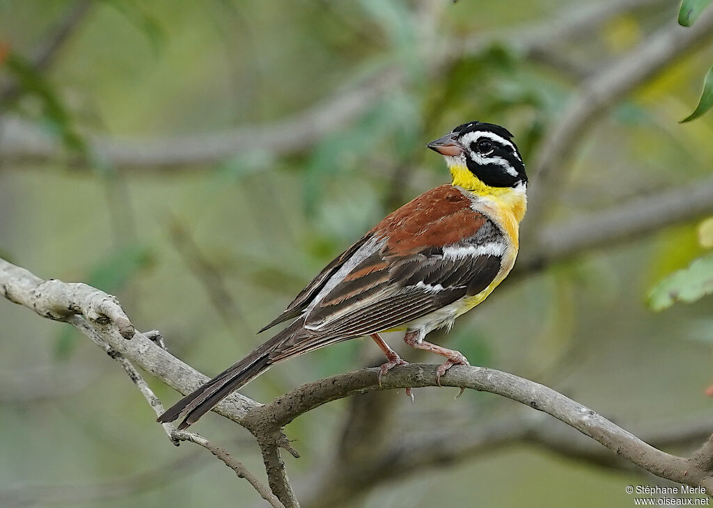 Bruant à poitrine doréeadulte