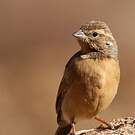 Bruant des rochers