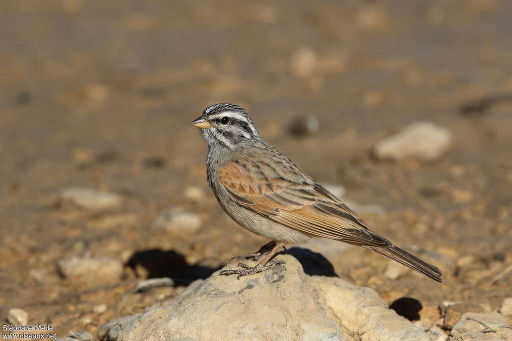 Striolated Buntingadult