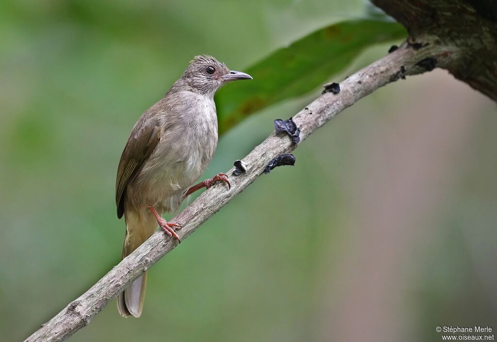Bulbul à front cendréadulte