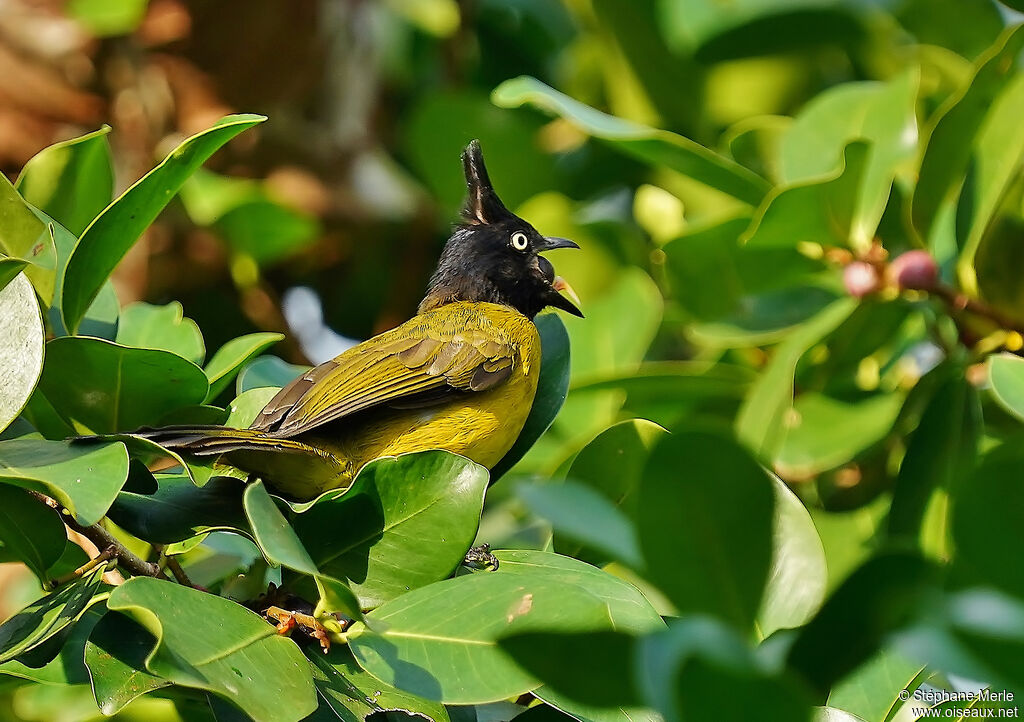 Bulbul à huppe noireadulte