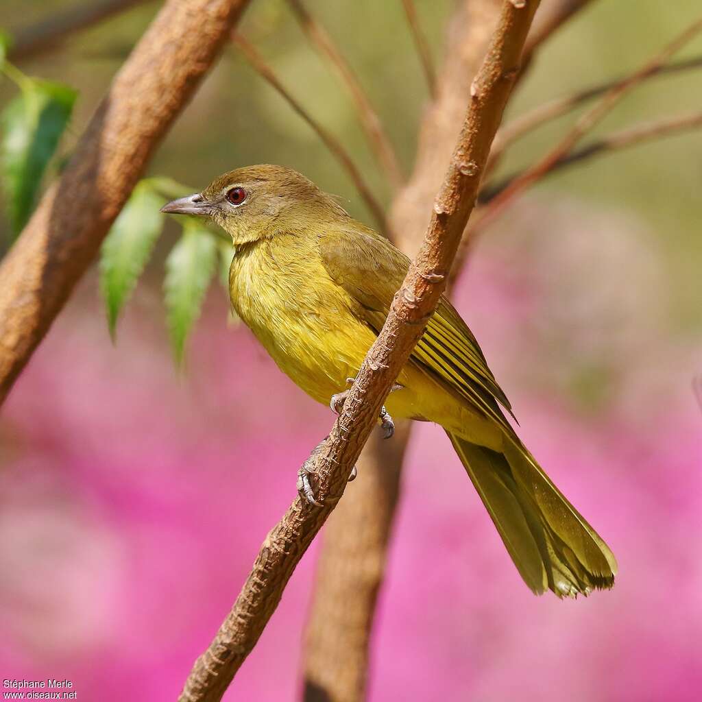 Yellow-bellied Greenbuladult, identification