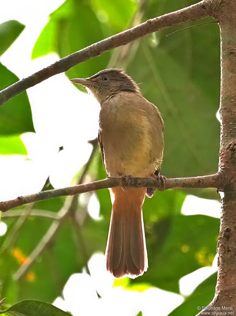 Bulbul aux yeux grisadulte
