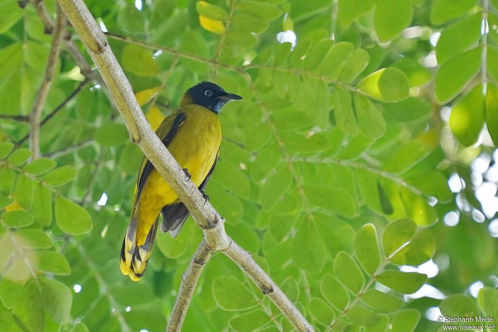 Black-headed Bulbuladult