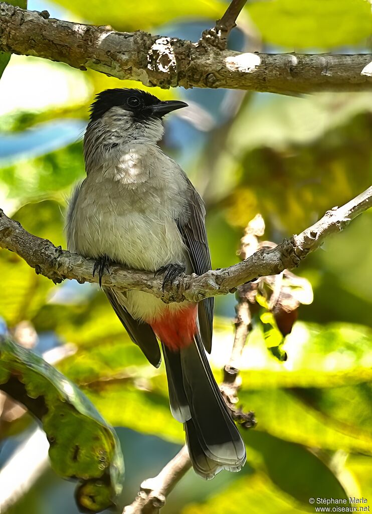 Bulbul cul-d'or