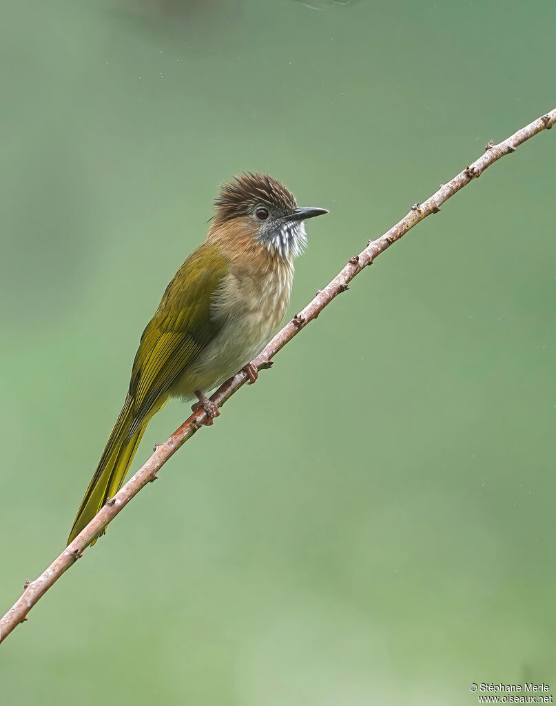 Bulbul de McClellandadulte