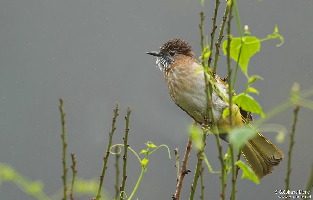 Bulbul de McClelland