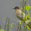 Bulbul de McClelland