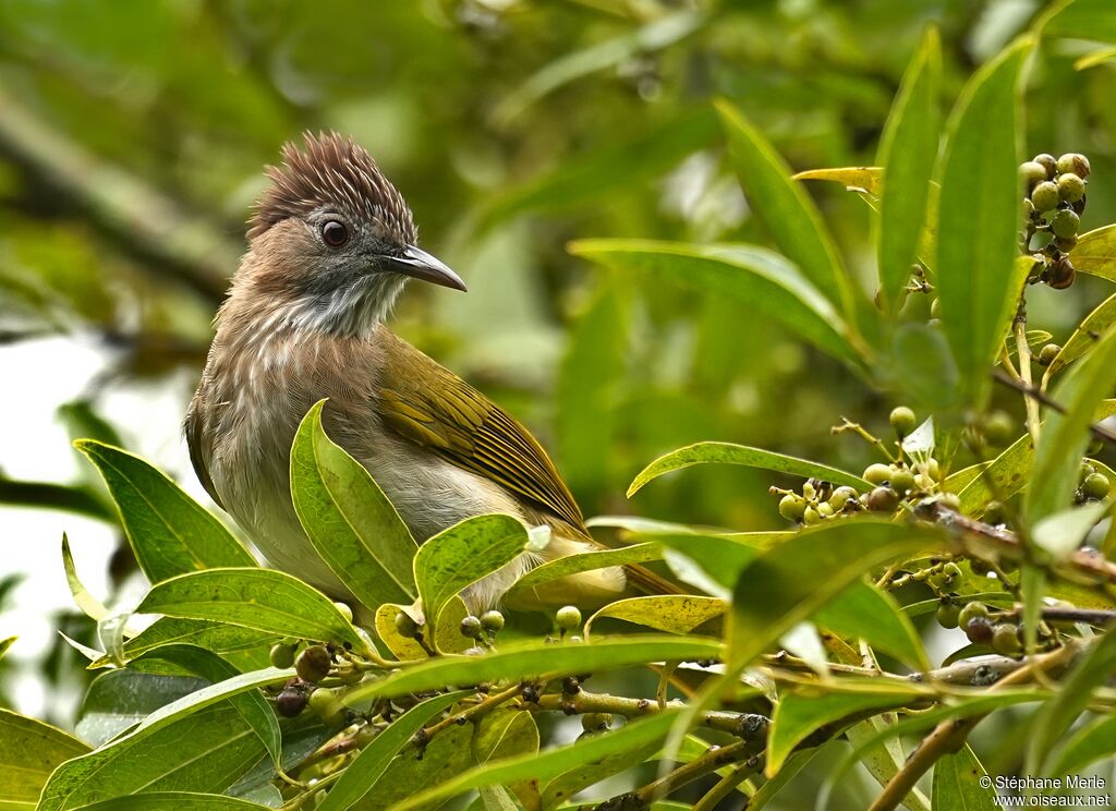 Bulbul de McClellandadulte