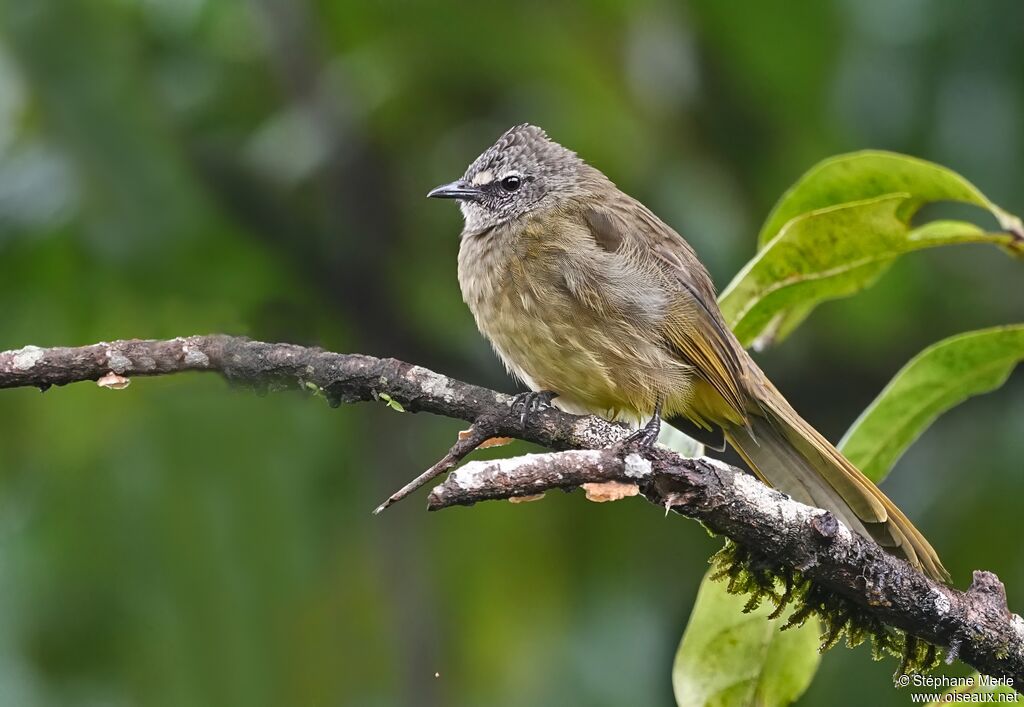 Bulbul flavescentadulte