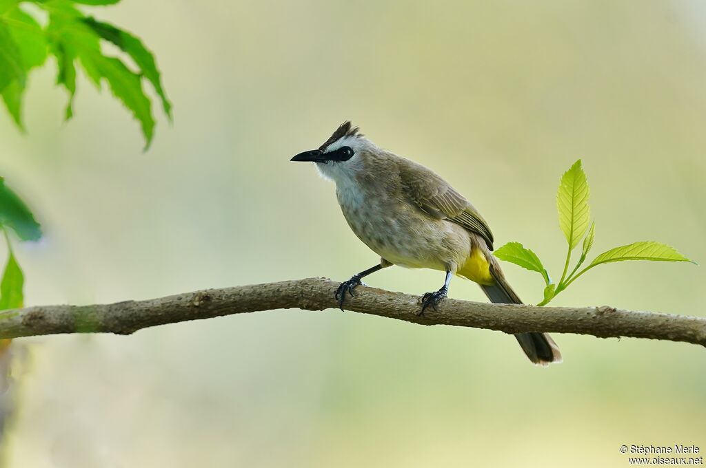 Bulbul goiavieradulte