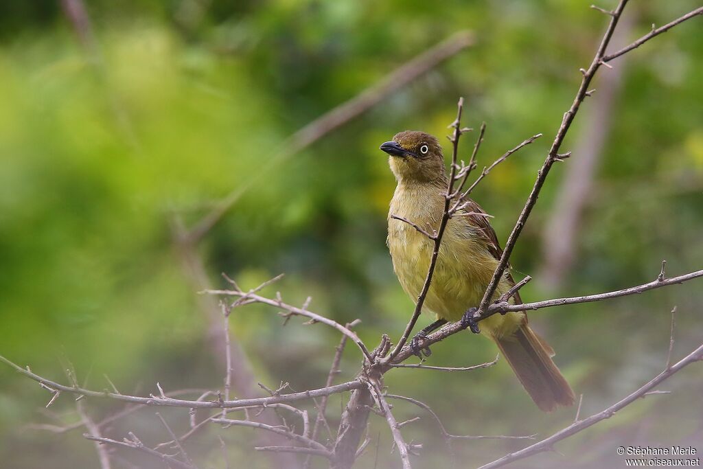 Sombre Greenbul