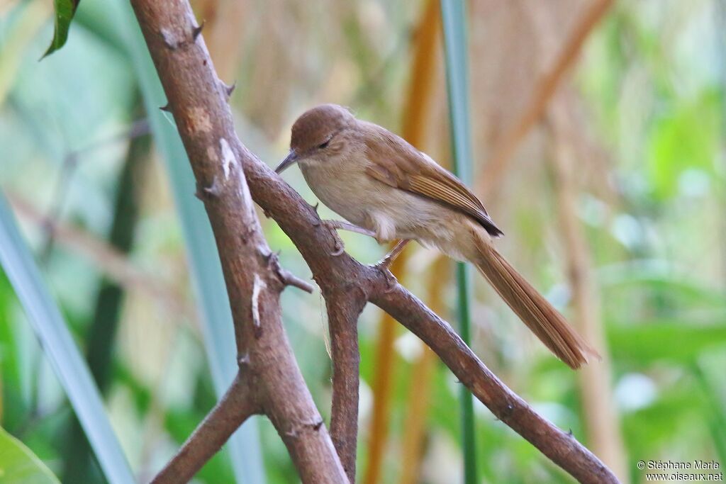 Terrestrial Brownbul