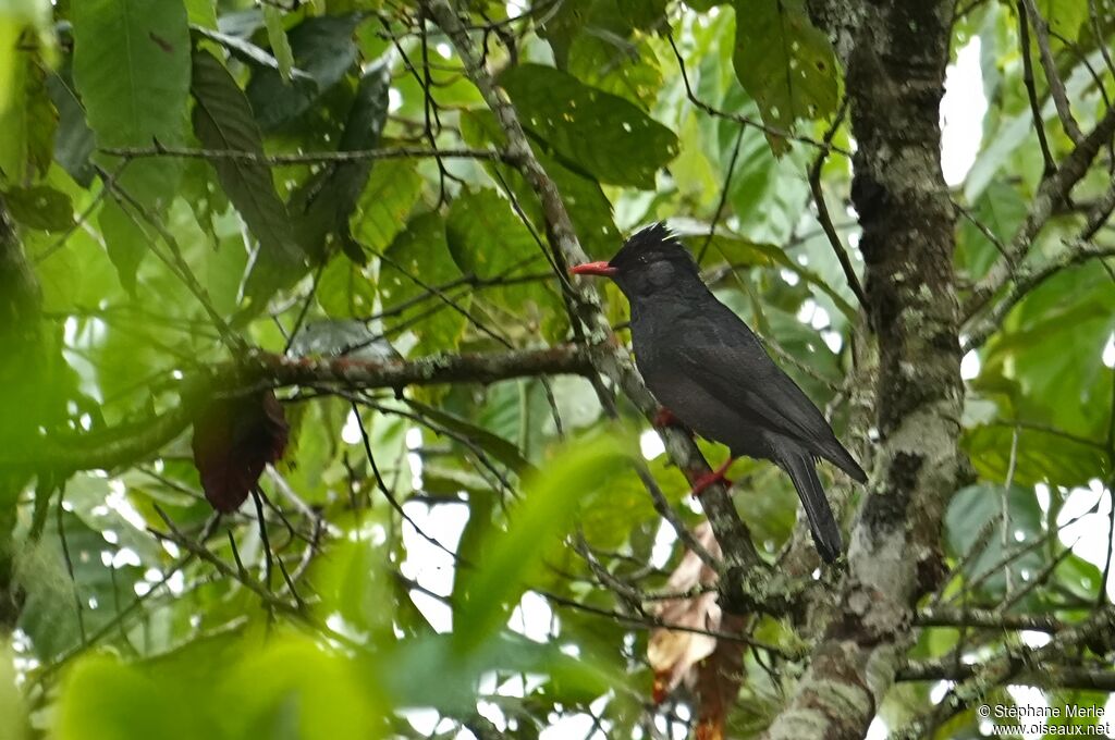Bulbul noir