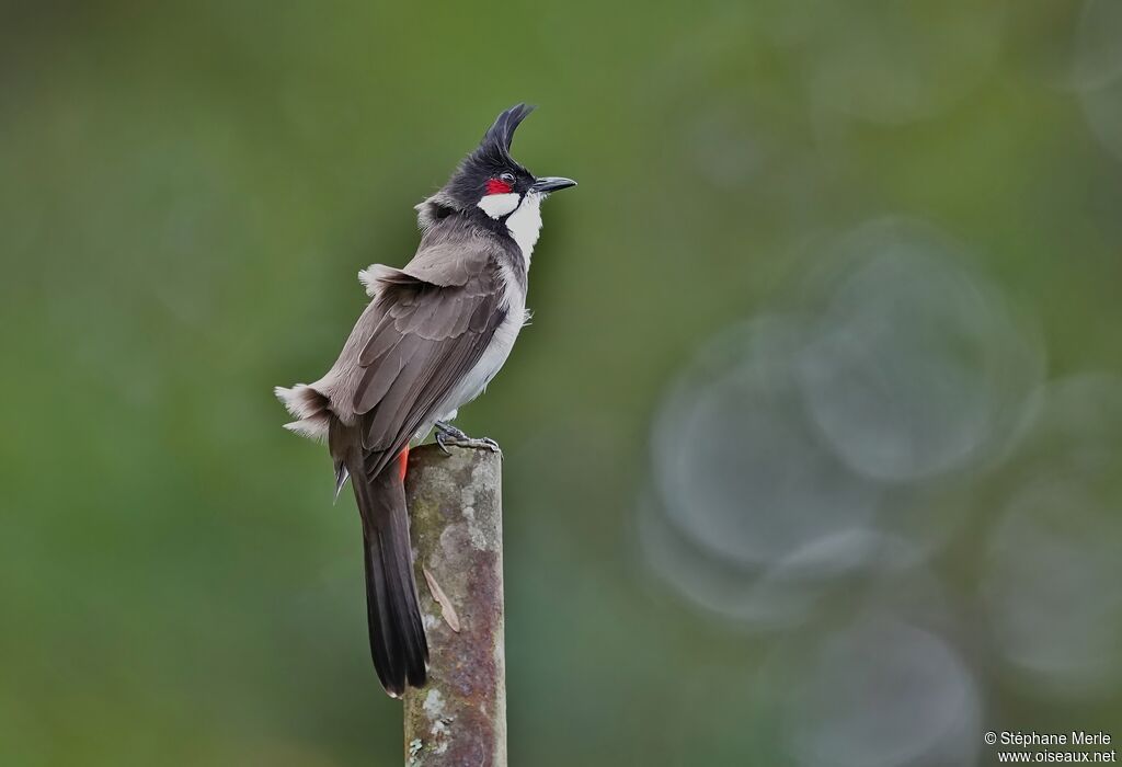 Bulbul orphéeadulte