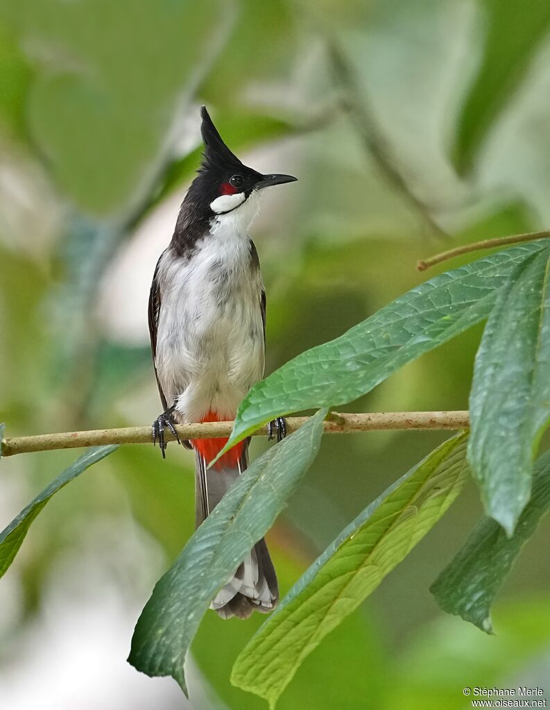 Bulbul orphéeadulte