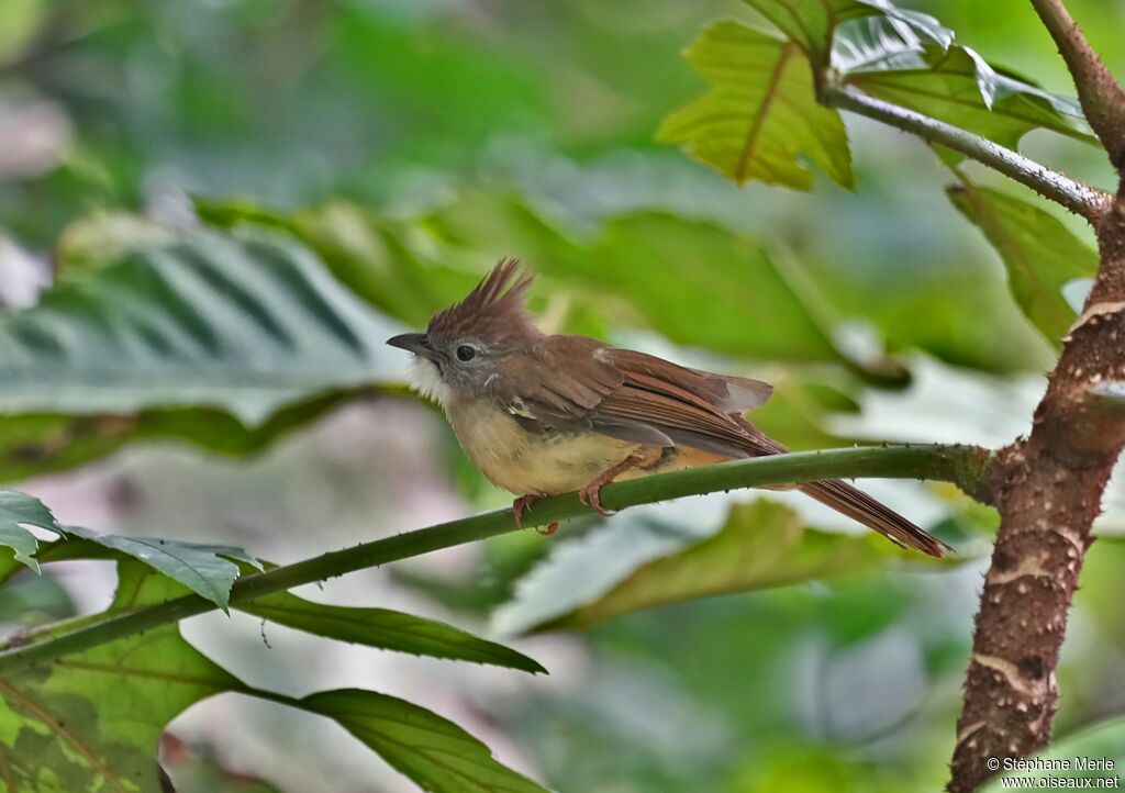Bulbul pâleadulte
