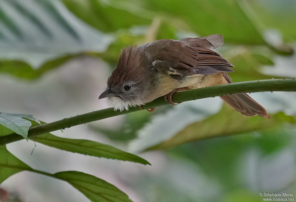 Bulbul pâleadulte