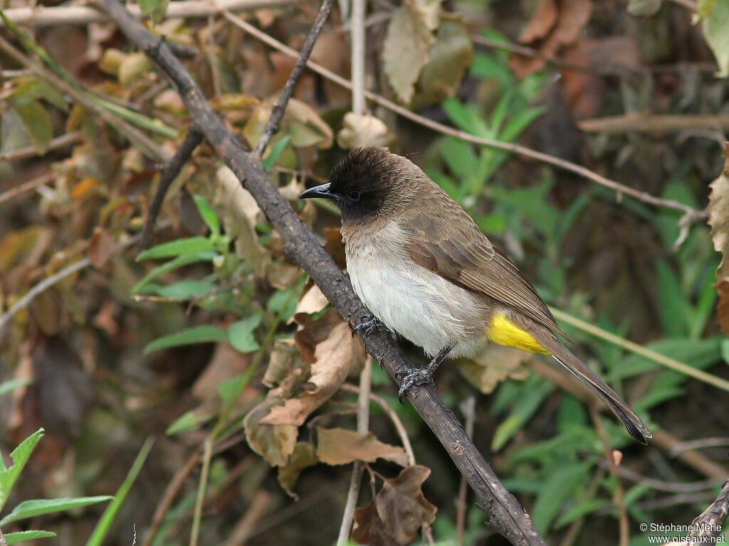 Dark-capped Bulbuladult