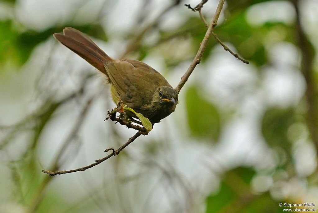 Bulbul verdâtreadulte