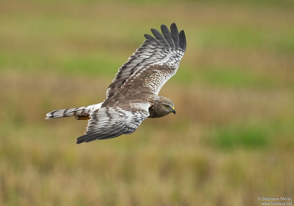 Busard d'Orientadulte