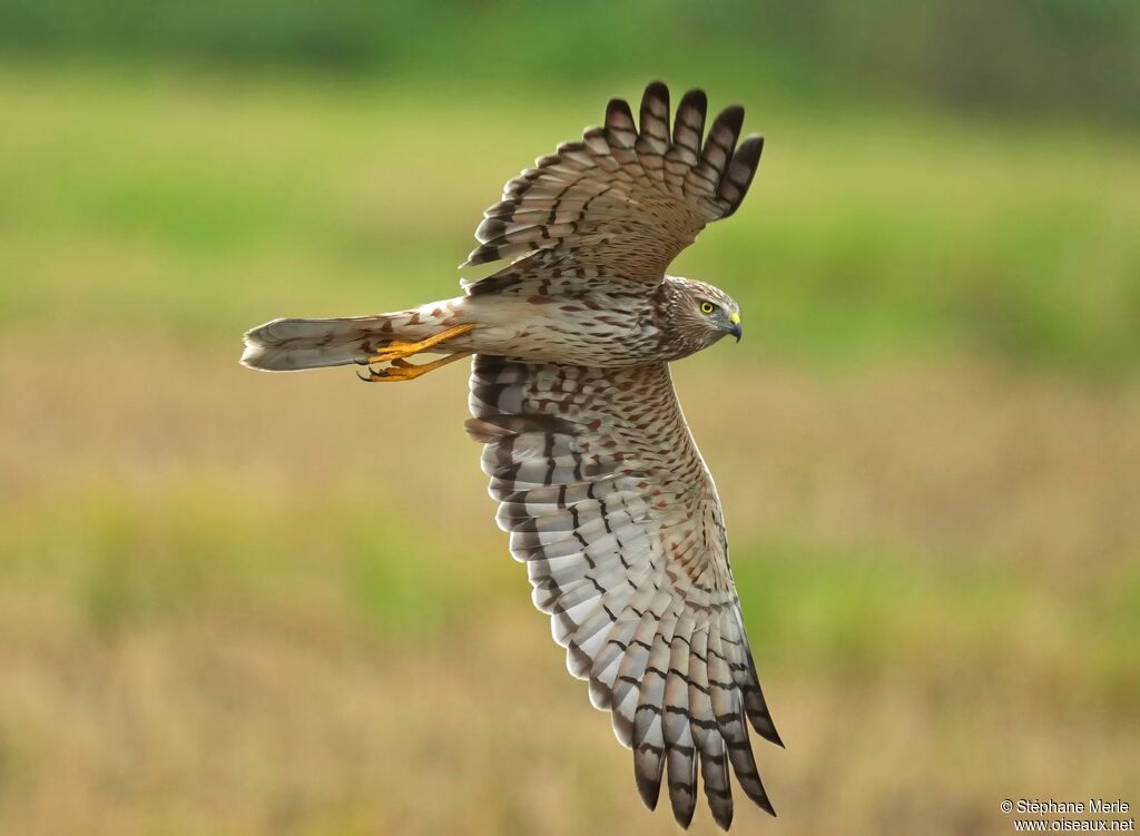 Busard d'Orientadulte