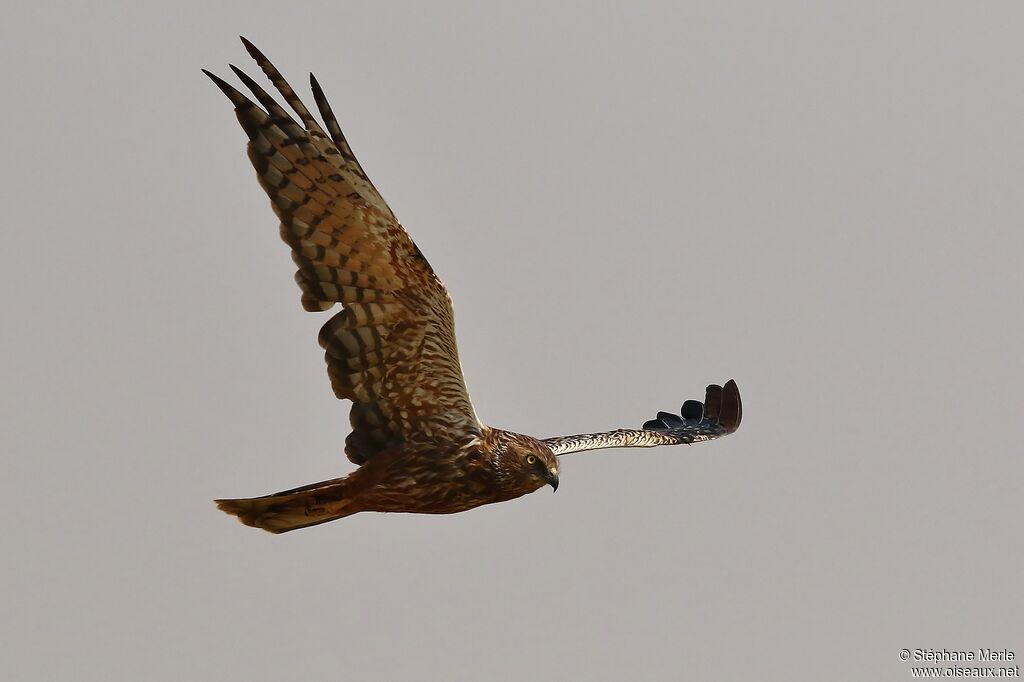 African Marsh Harrier
