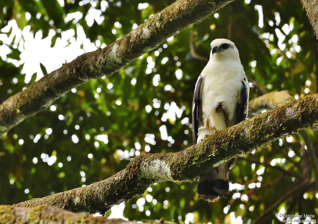 White Hawk