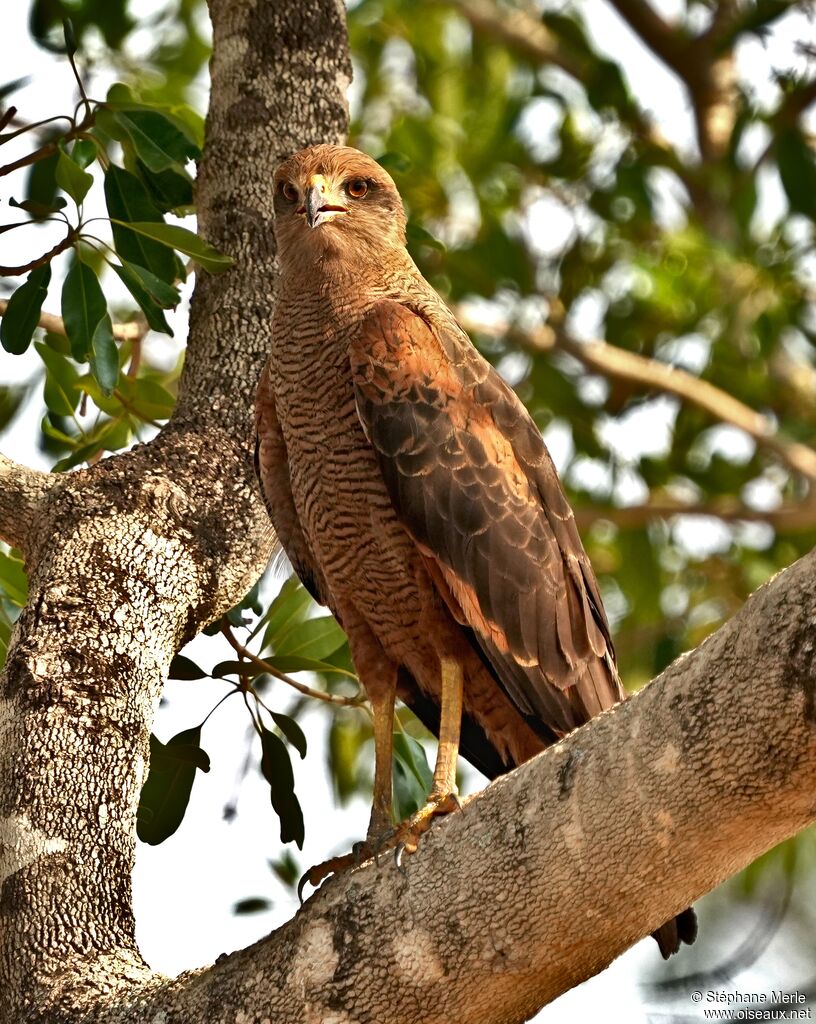 Savanna Hawkadult