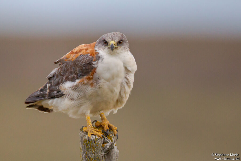 Variable Hawkadult
