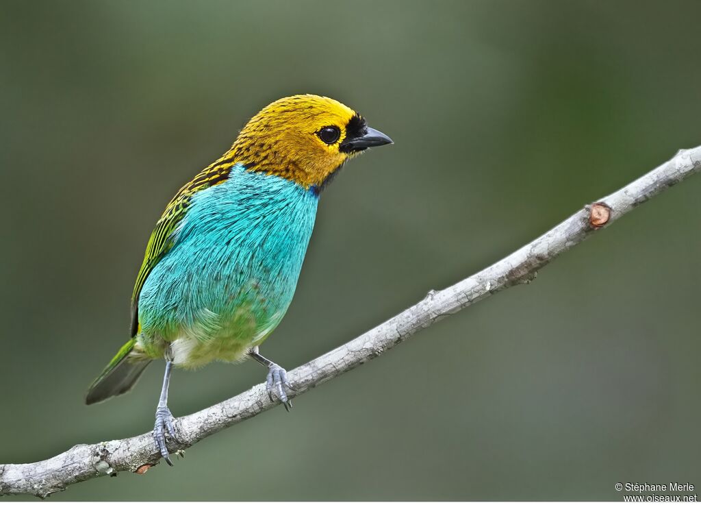 Gilt-edged Tanageradult