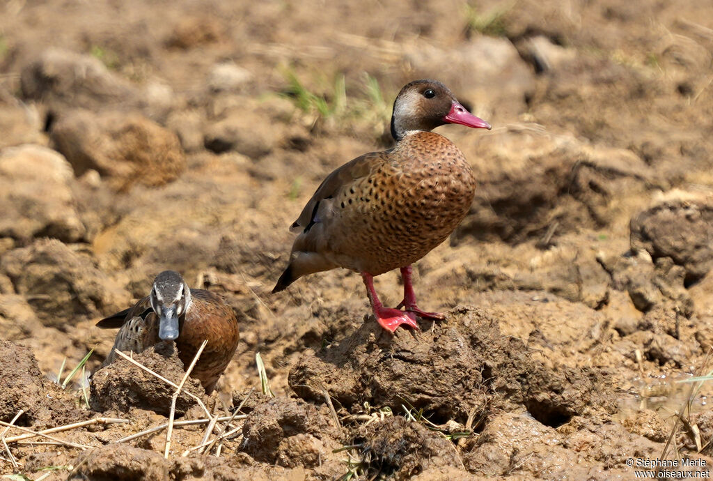 Canard amazonette