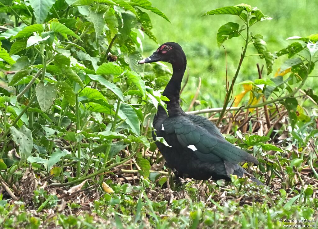 Muscovy Duck