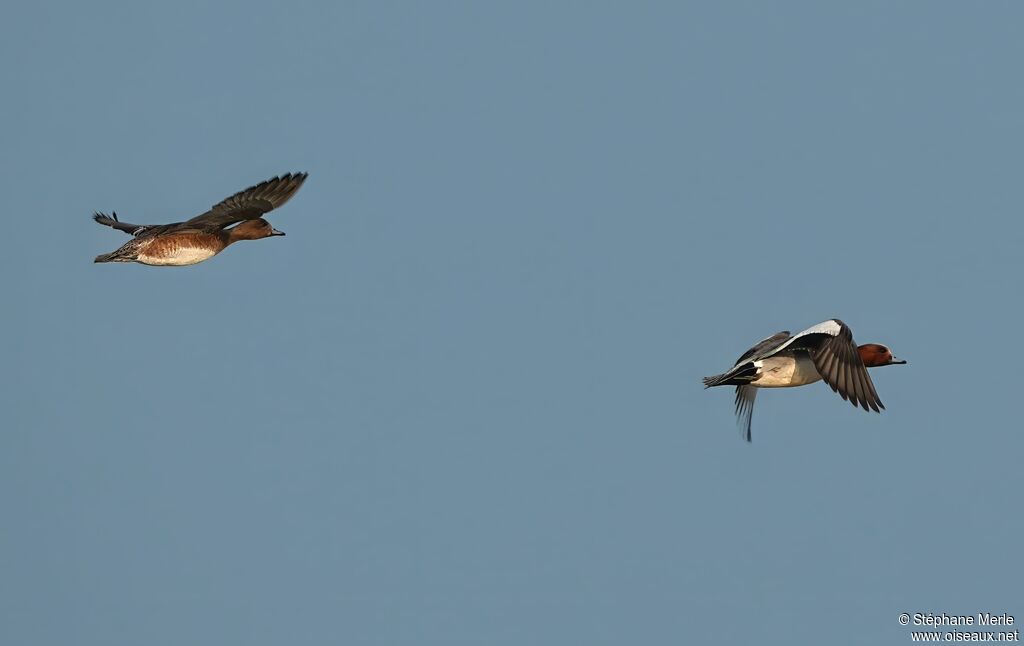 Canard siffleur