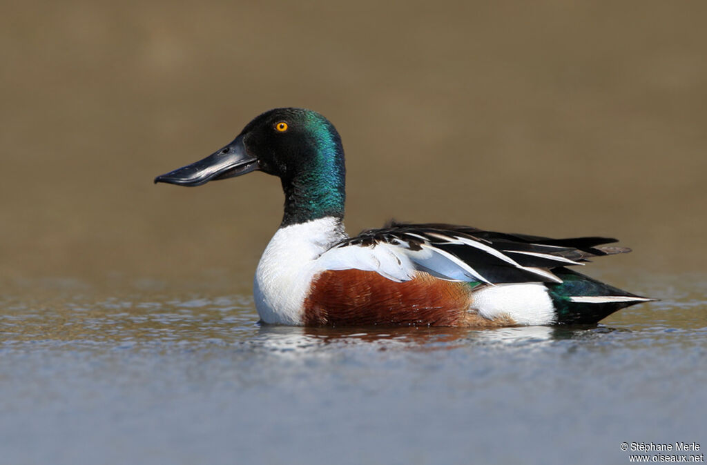 Canard souchet mâle adulte