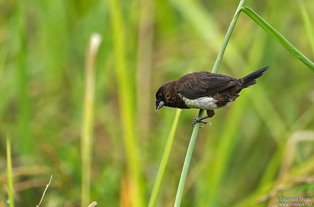 Capucin dominoadulte