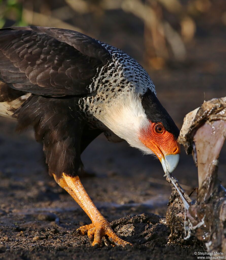 Caracara du Nordadulte