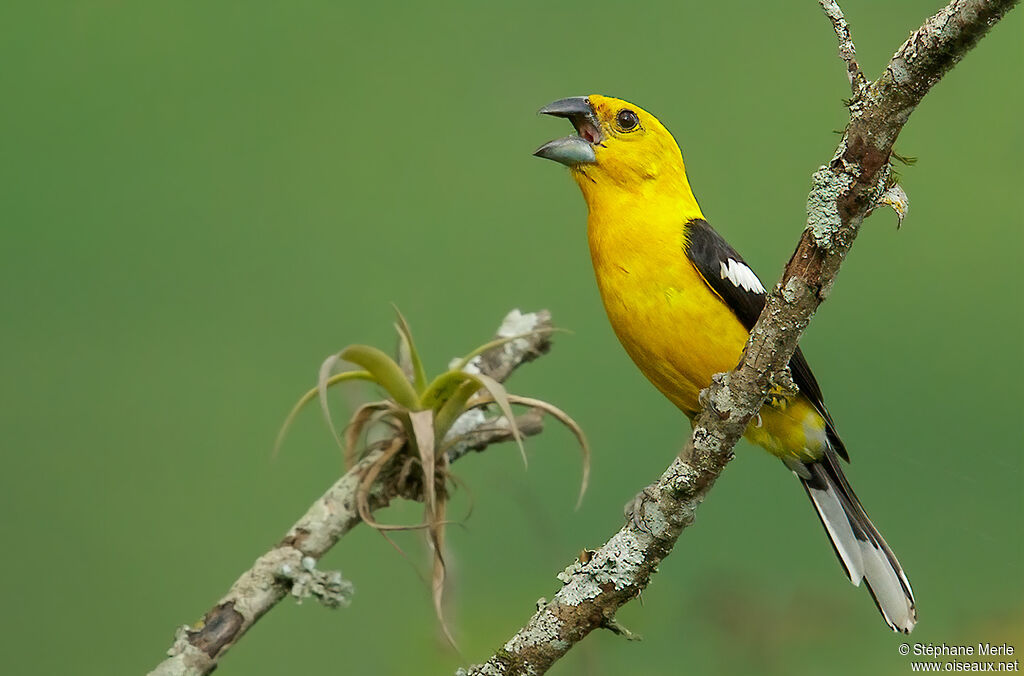 Golden Grosbeak male adult