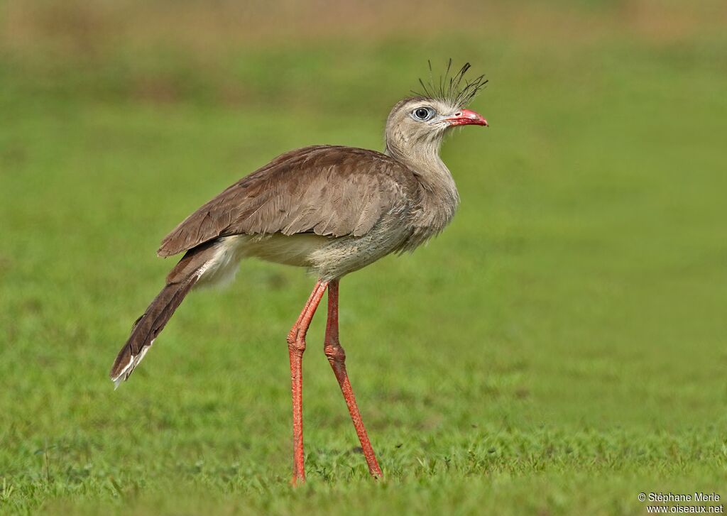 Red-legged Seriemaadult