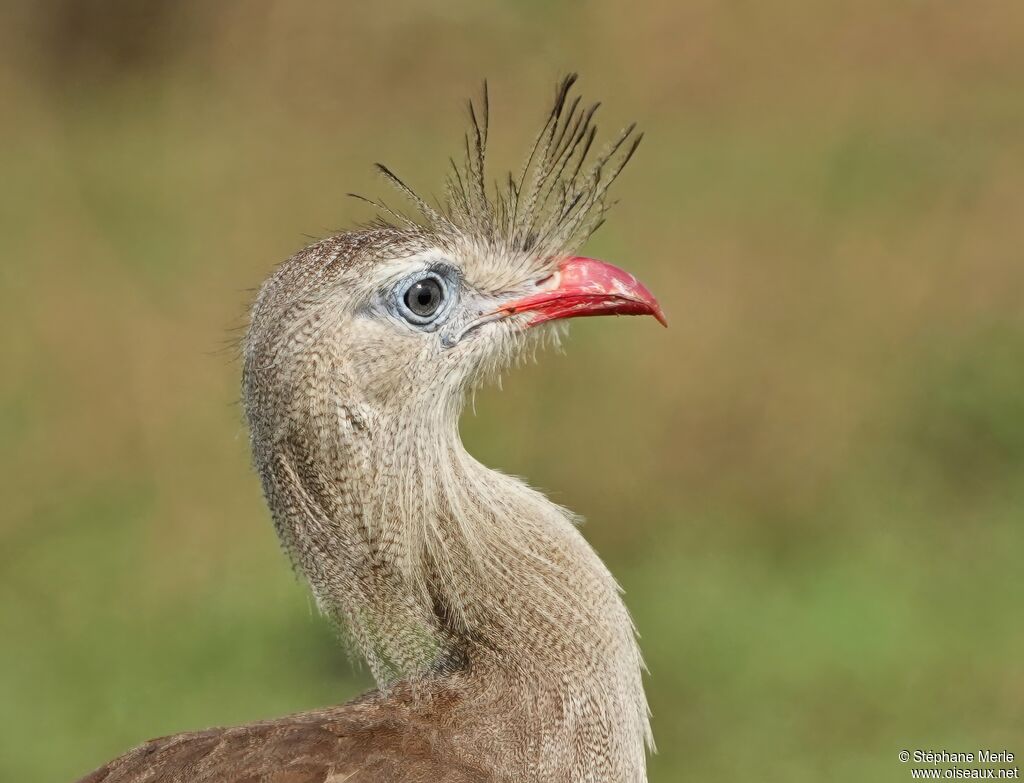 Red-legged Seriema