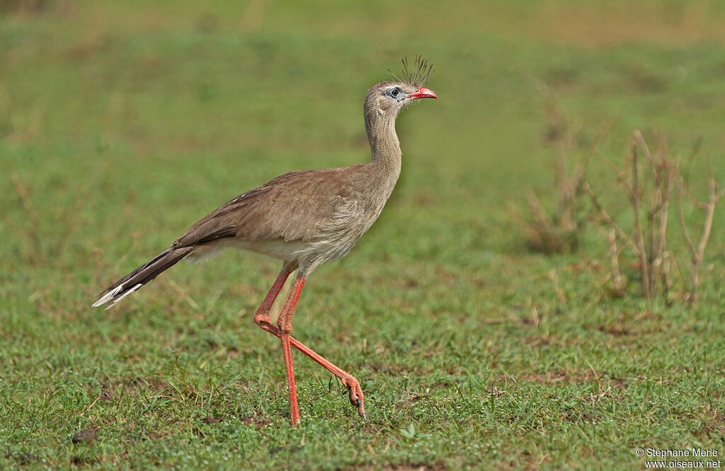 Red-legged Seriemaadult