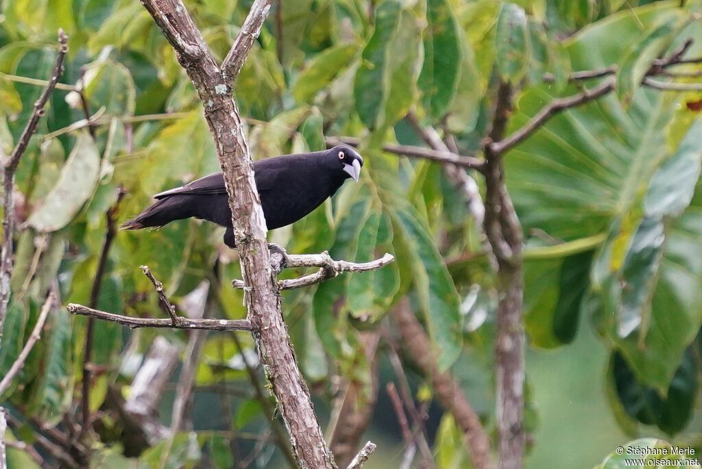 Red-rumped Caciqueadult