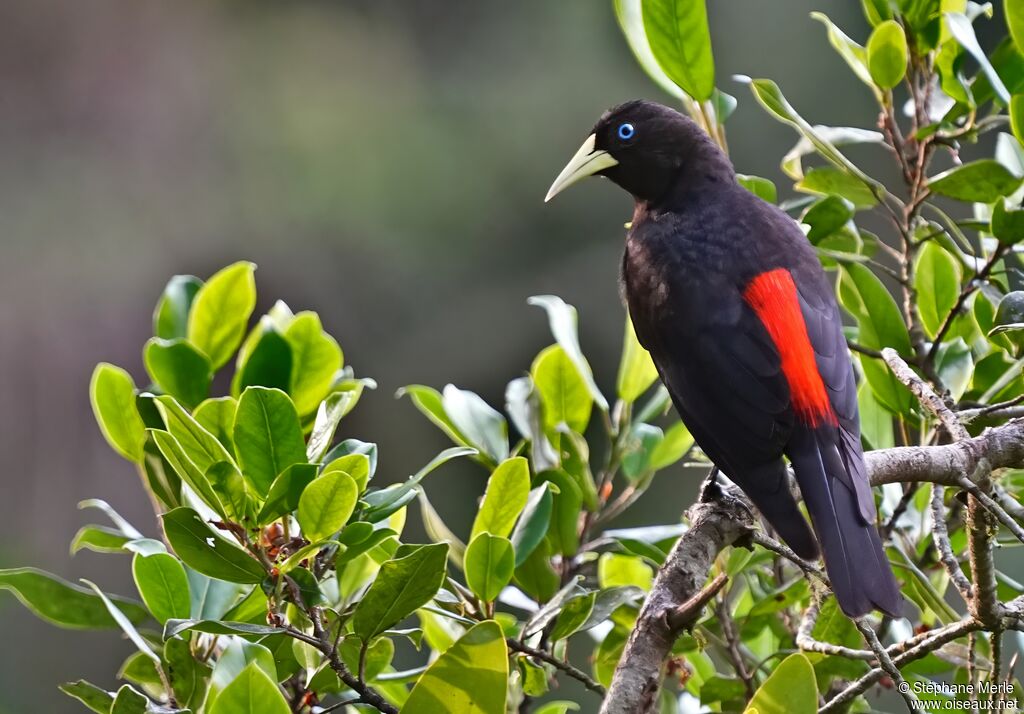 Red-rumped Caciqueadult