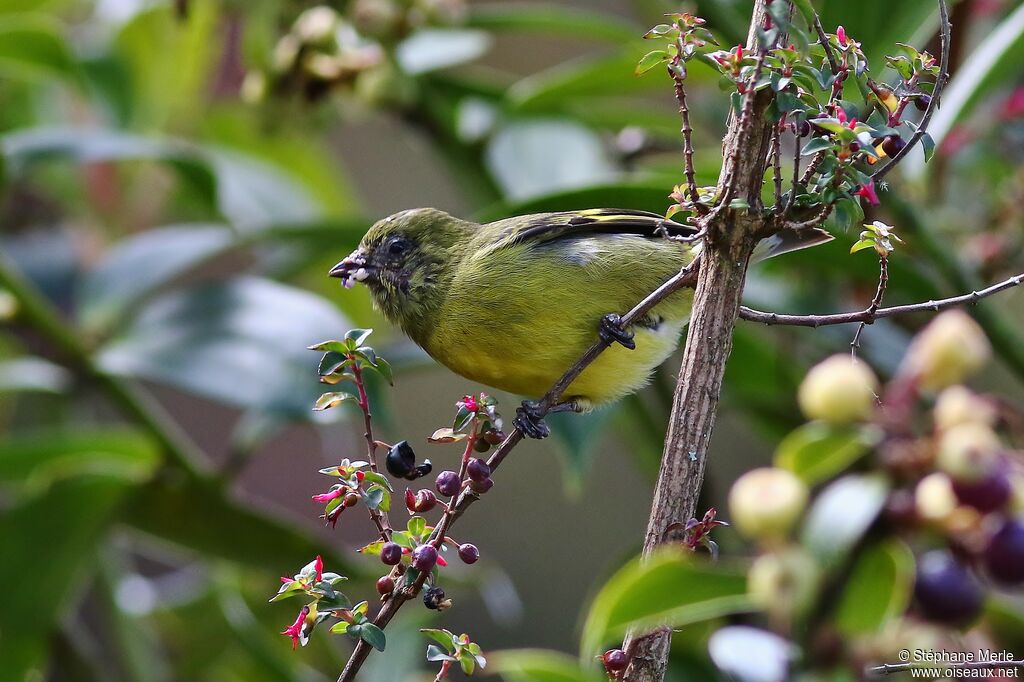 Yellow-bellied Siskin