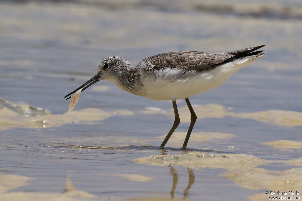 Common Greenshankadult post breeding
