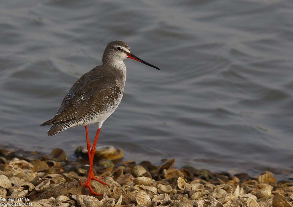 Spotted Redshankadult post breeding, identification, Behaviour