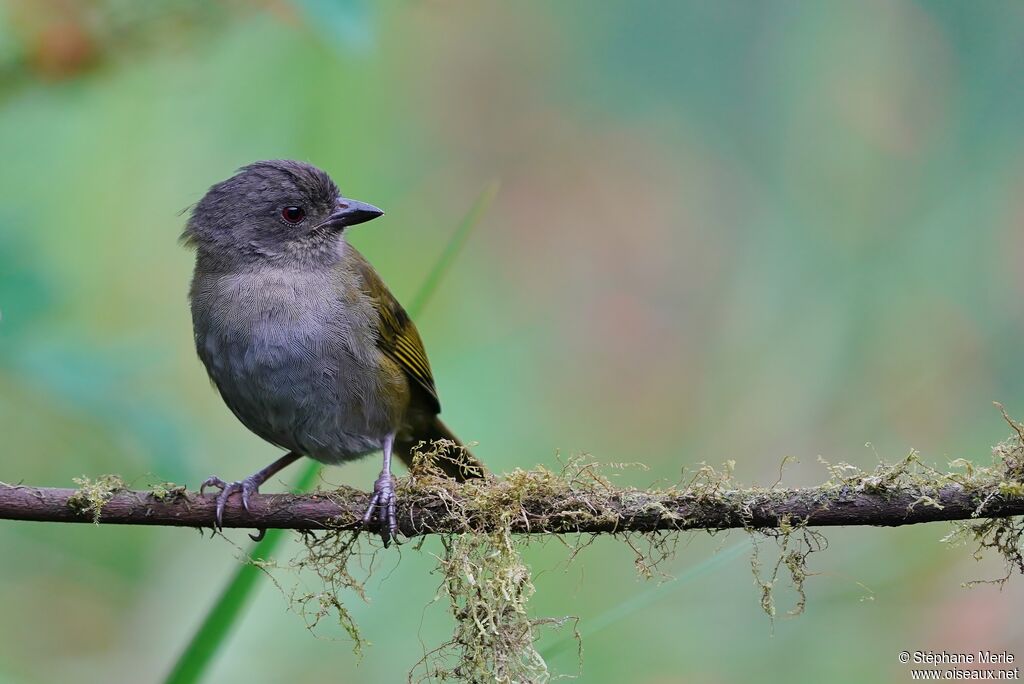 Dusky Chlorospingus