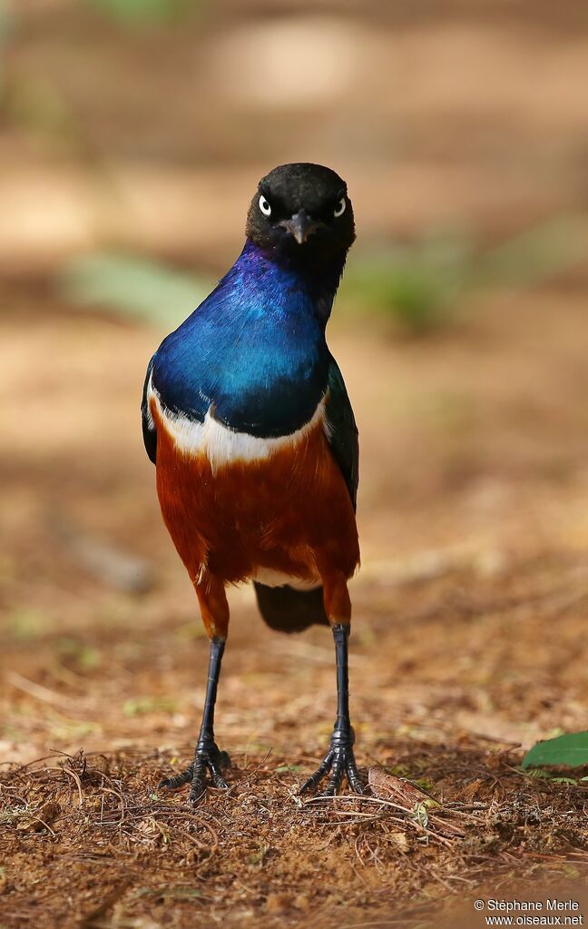 Superb Starlingadult
