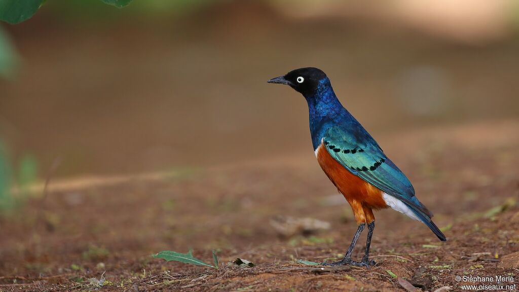 Superb Starlingadult