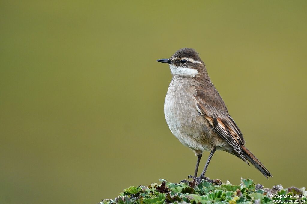 Cinclode à ailes marronadulte
